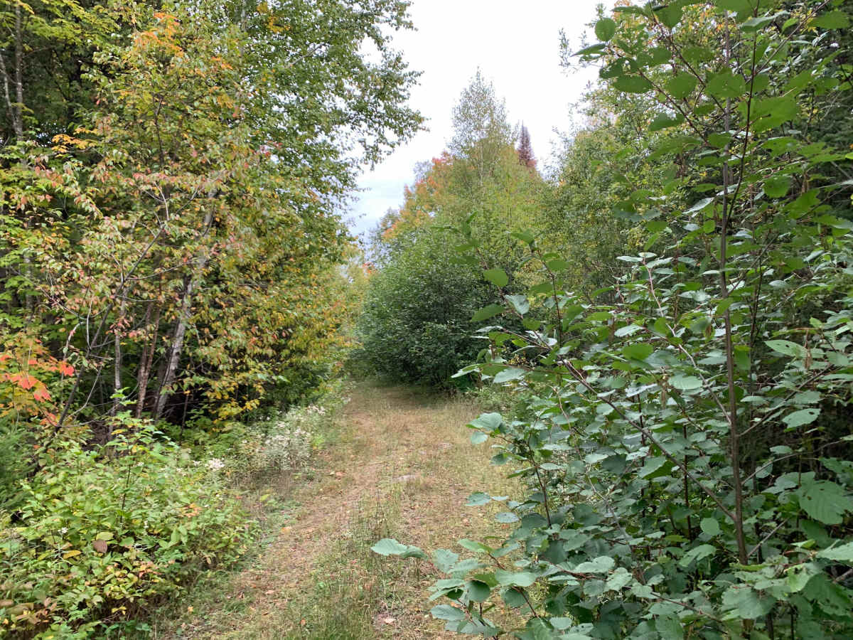 Pearl Lake Trail - FS 1849 photo 3