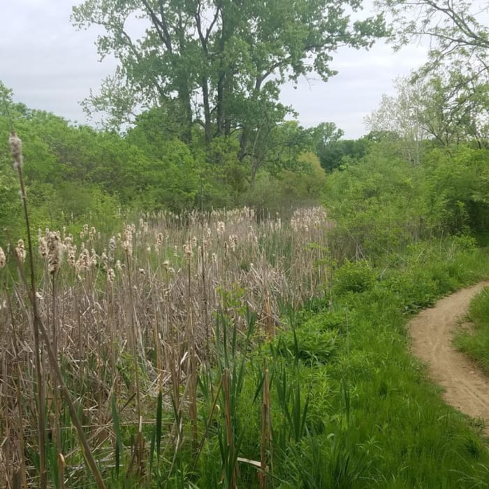 Near Schoen Creek Trail