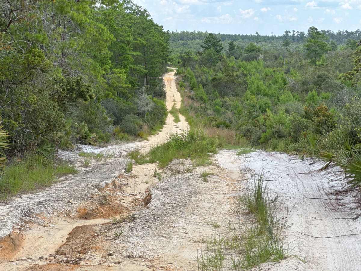 Ocala National Forest Road 33-9.41 trail photo