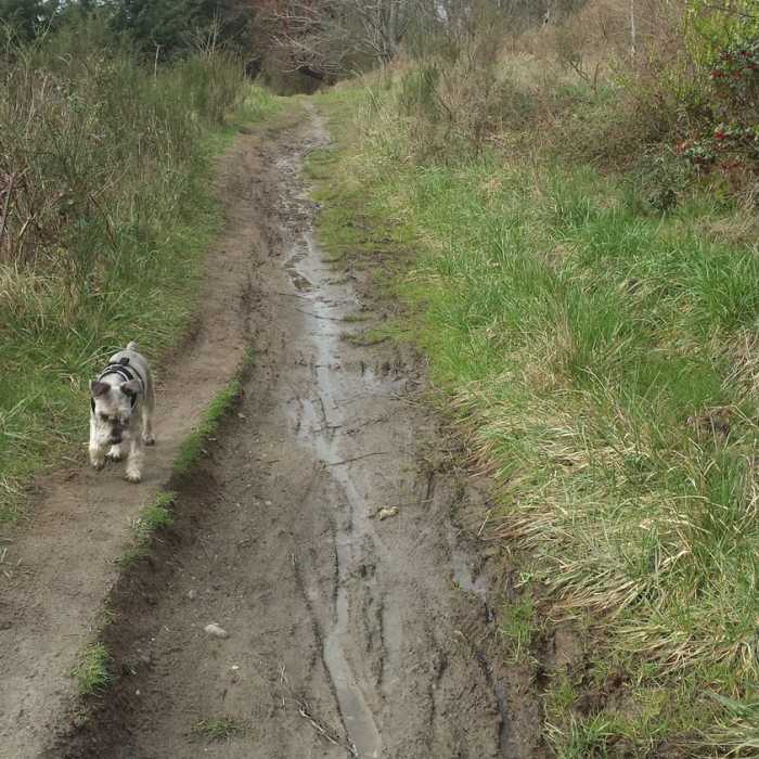 Near Japanese Gulch Loop