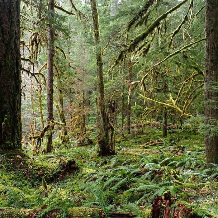 A luxuriously complex riparian old-growth forest Near Cow Creek Trail #1424