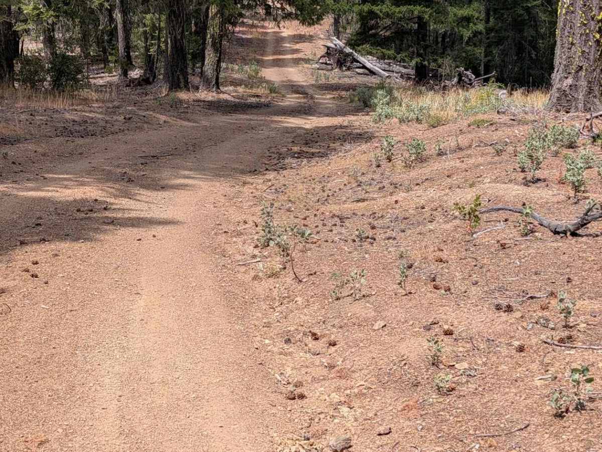 Ditch Gulch Road - FS 30N46 photo 5