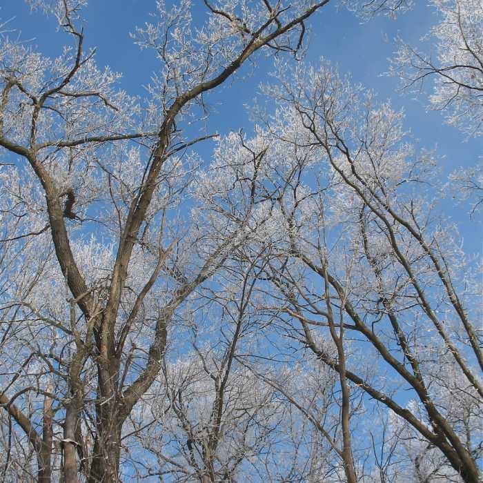 A winter scene along the Ice Age Trail. Near Ice Age Trail: Verona Segment