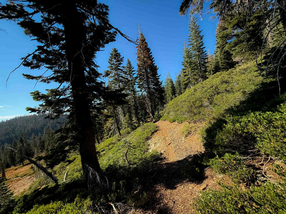 Pack Saddle Drop  photo 2