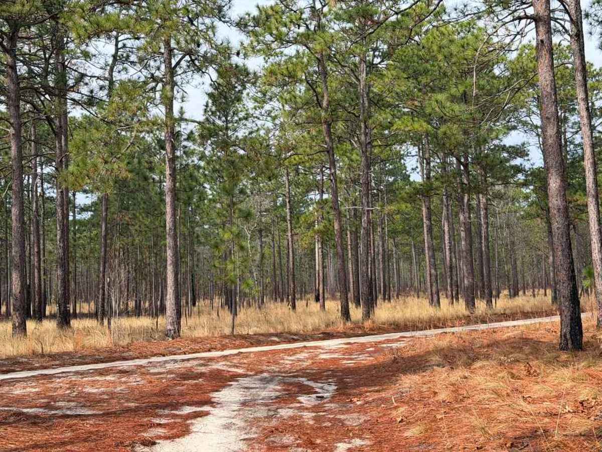 Carpenter Road trail photo