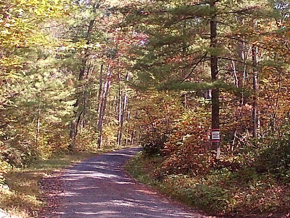 Spruce Mountain Road trail photo