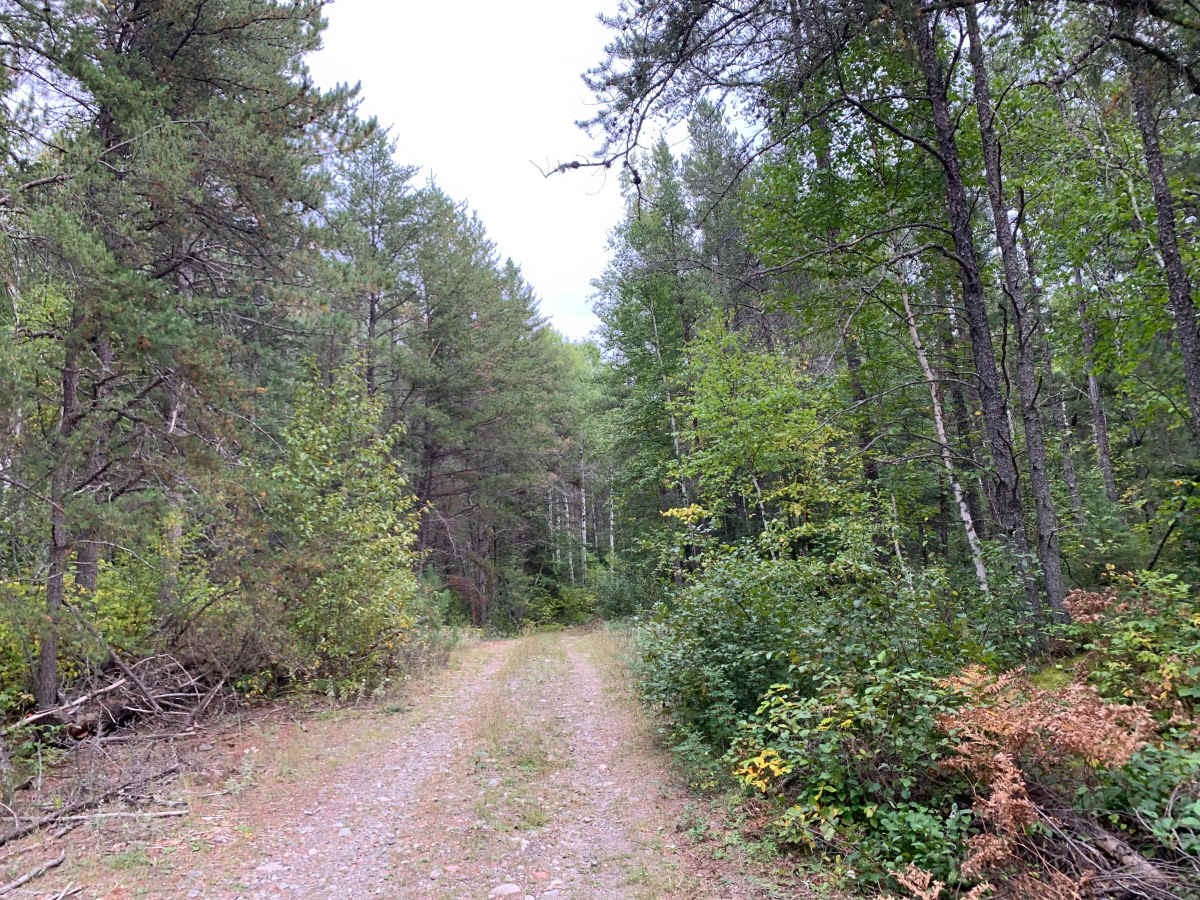Northwest Spur B Trail - FS 373B trail photo