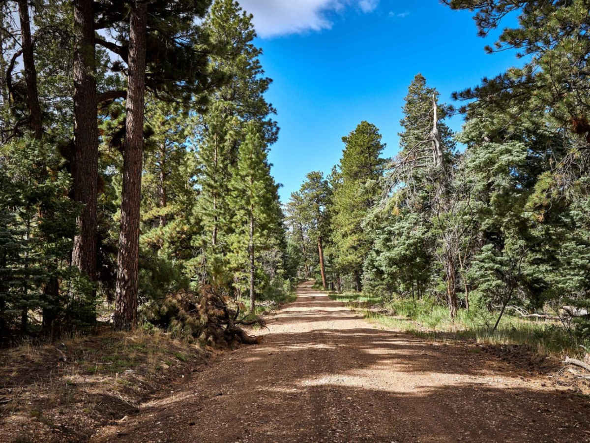 East Rim Ridge Trail photo 4
