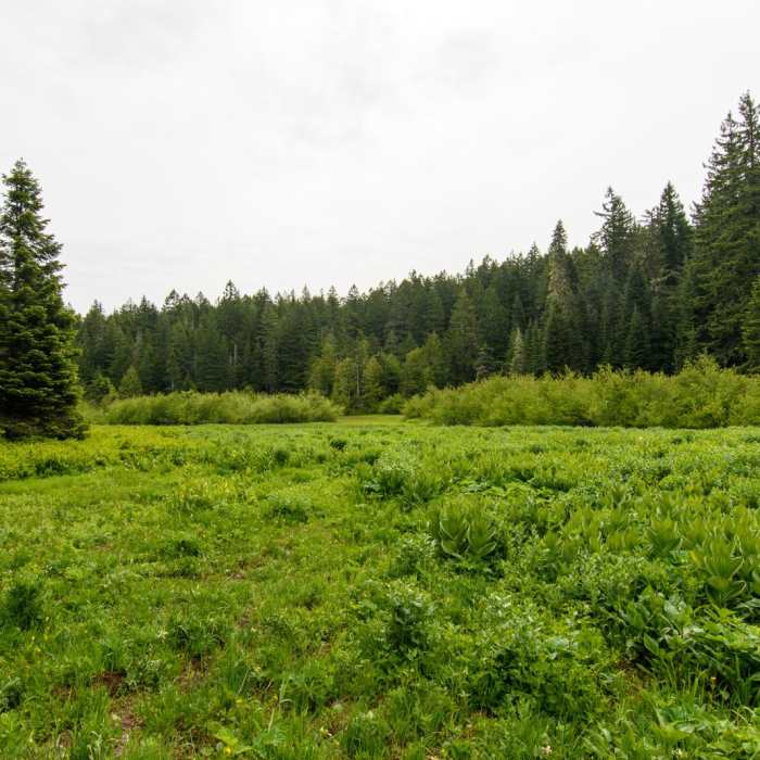 Near Patterson Mountain via Lawler Trailhead