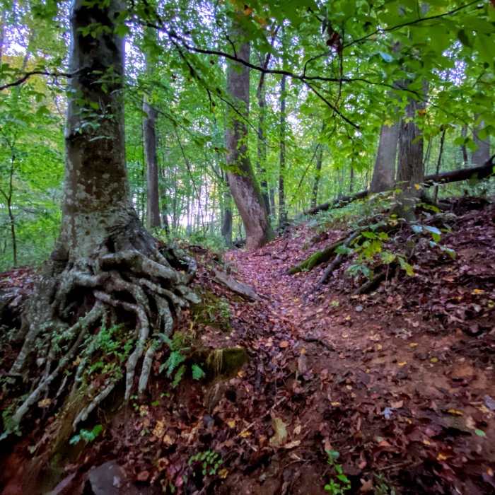 Near Two Forks Trail
