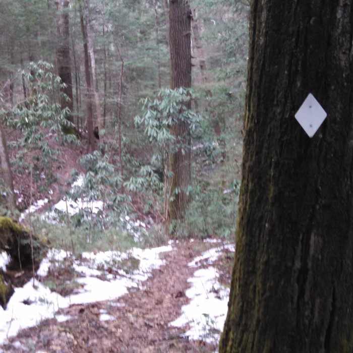 Near Sugar Tree Hollow Trail #407