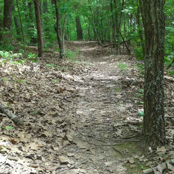 Plenty of eastern hardwoods. Near Lewis Trail