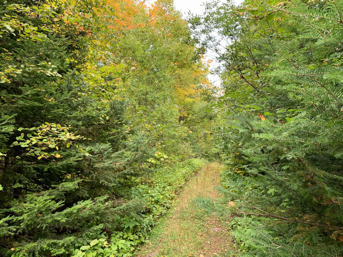Pearl Lake Trail - FS 1849 photo 6
