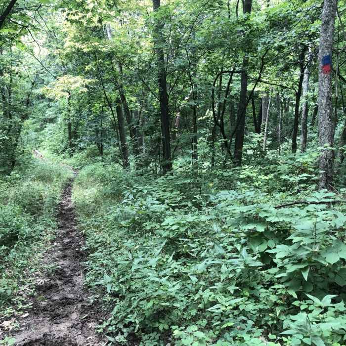 Near Outer Loop (Blue)