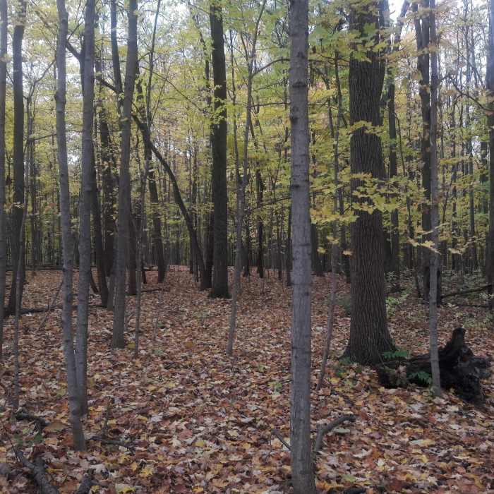 Freeman Preserve really shines in the fall. Near Marshall Nature Area and Tom A. Freeman Preserve Loop