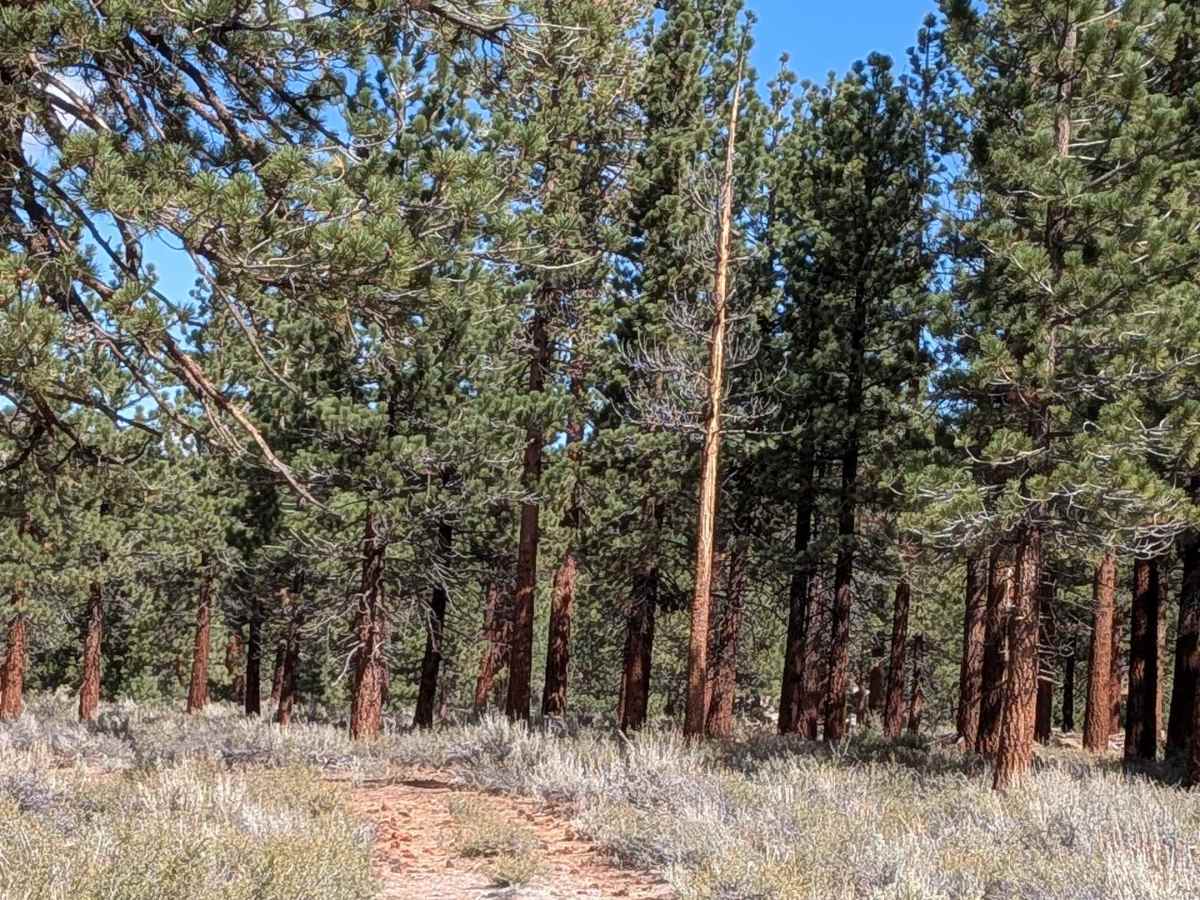 FS 1S161 trail photo