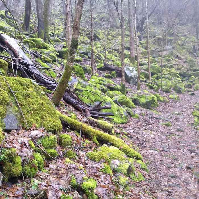 Near Huskey Gap Trail