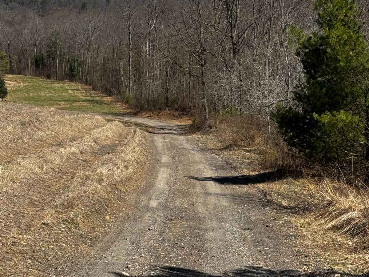 Logway Run Trail Spur photo 4