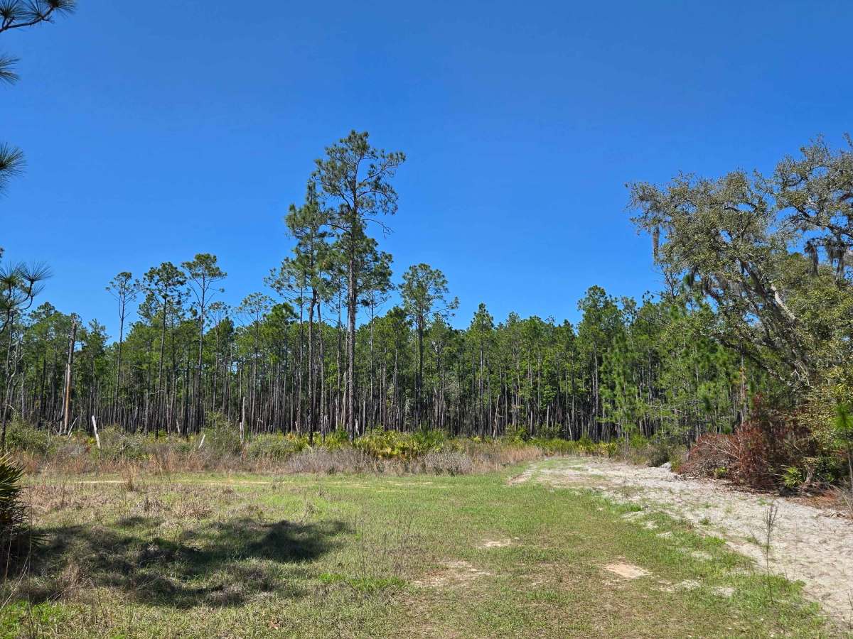 State Forest Road trail photo