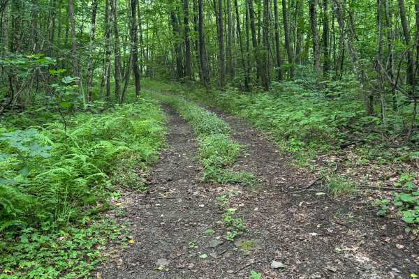 Trail 91