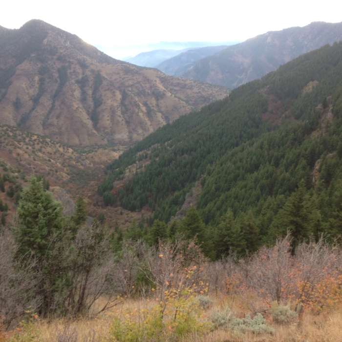 Near Leatham Hollow Trail