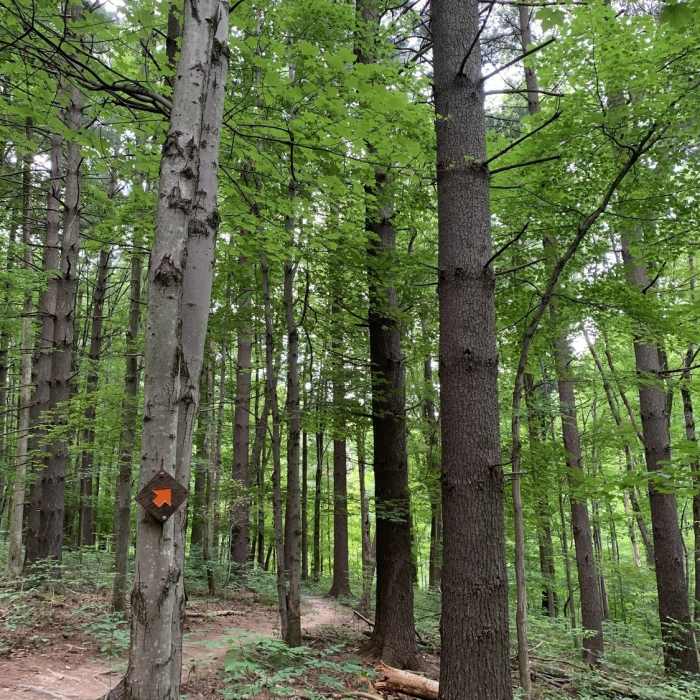 Near Yellow - Sugarbush Loop