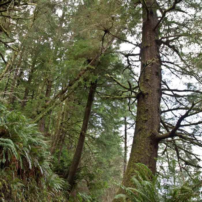 Near Giant Spruce Trail