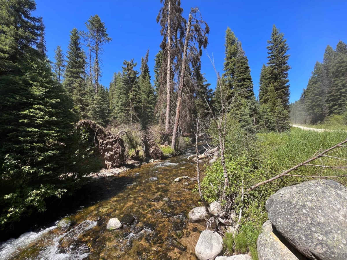 Moose Creek & Trail 40 trail photo