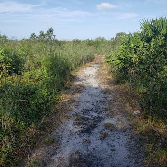 An area of open wind swept scrub, sumac and saw palmetto Near Bella Vista Trail