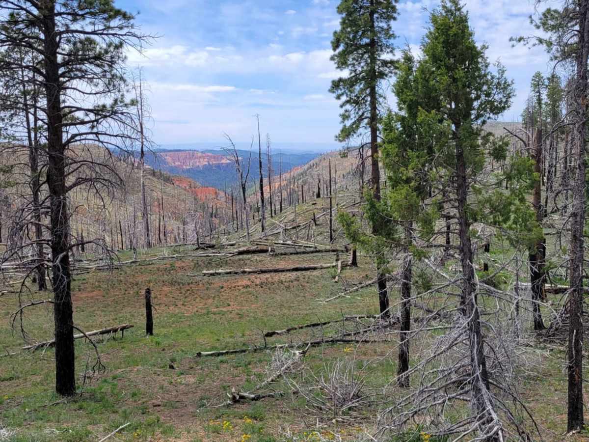 Harris Rim photo 6