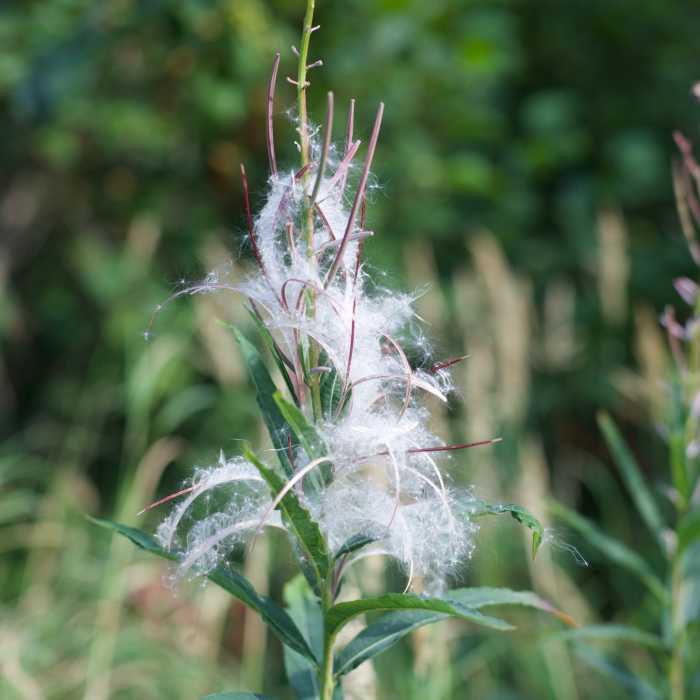 Fireweed turns to seed late in the summer. Near Byron Glacier Trail