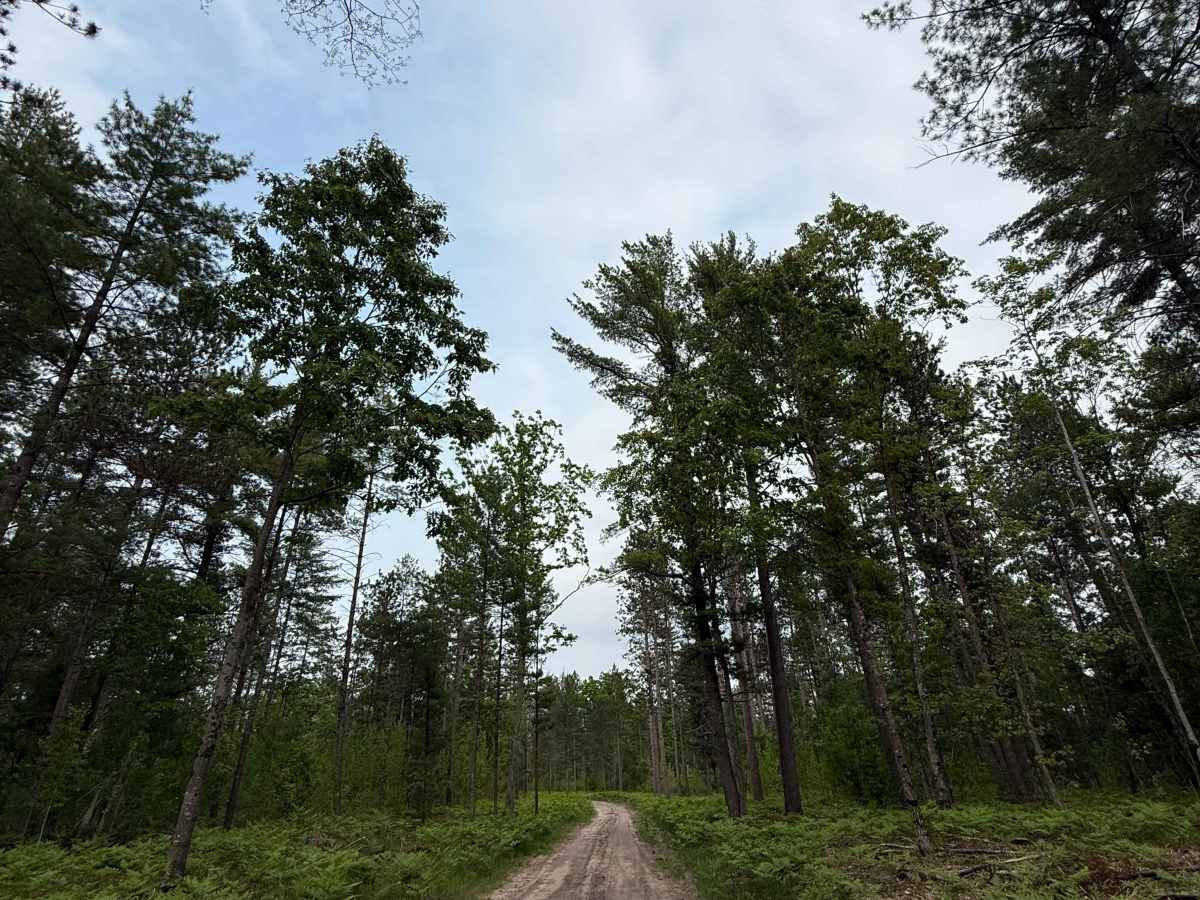 Taylor Creek Trail photo 5