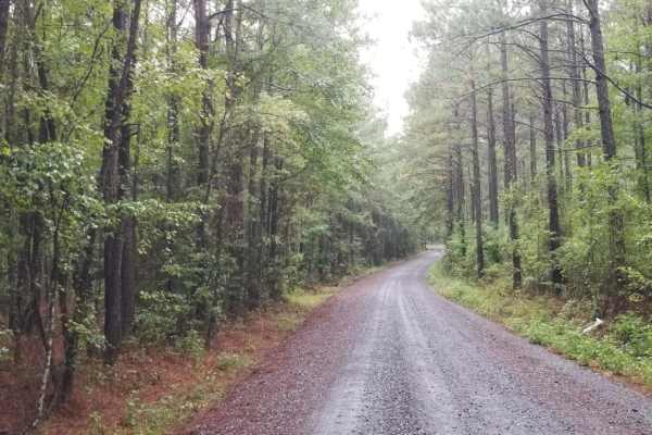 815 Road, Kisatchie NF