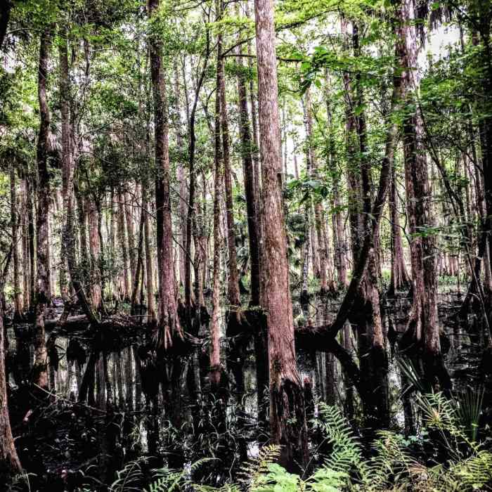 Near Cathedral of Palms Loop