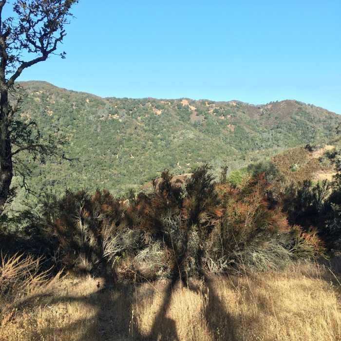 Near Coyote Creek Loop at Coe Park