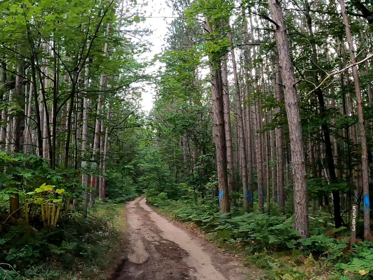 NFS 5583 trail photo