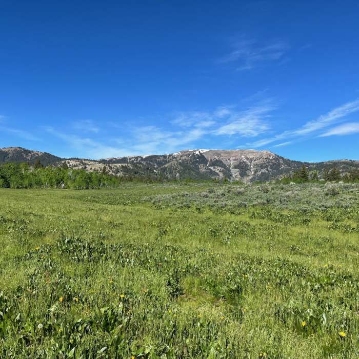 Near Boundary Trail #272