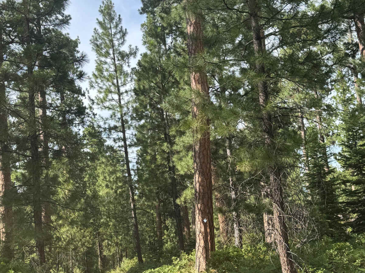 FS 1012-370 trail photo