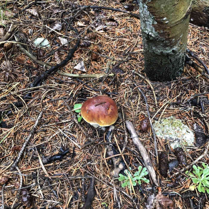 Near Ceran Saint Vrain Trail