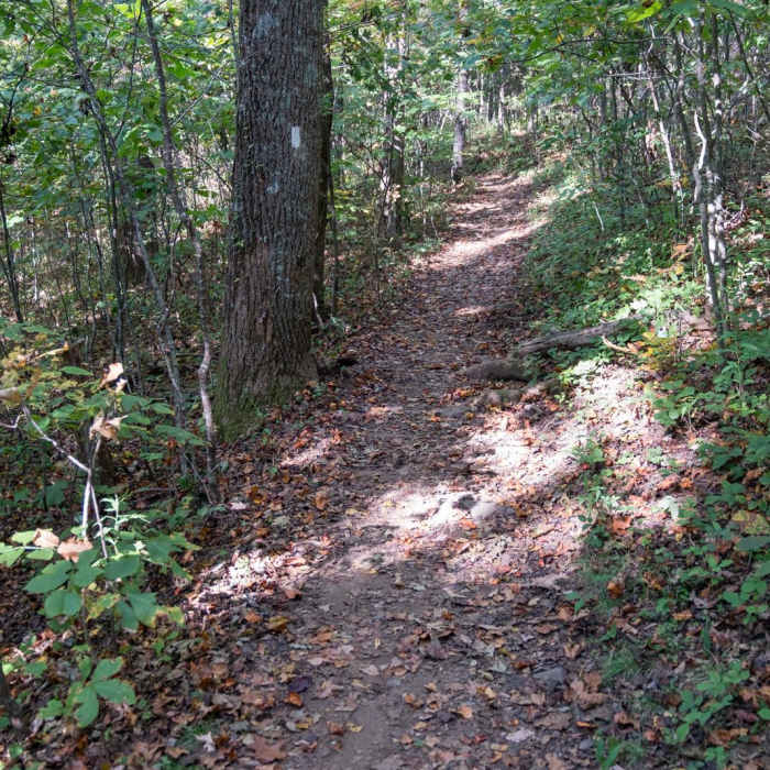Near The Georgia Loop