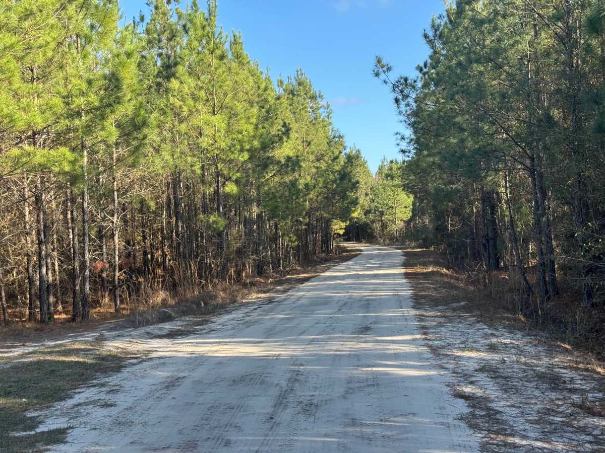 Jackson Island Road photo 3
