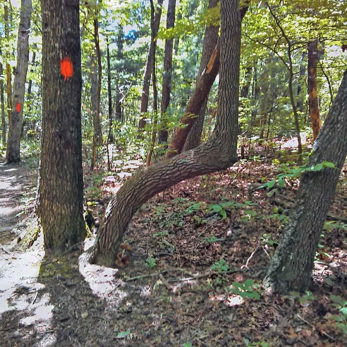 Near Gahuti Backcountry Trail