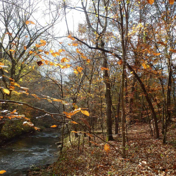Near Pinhoti Trail: Section 23