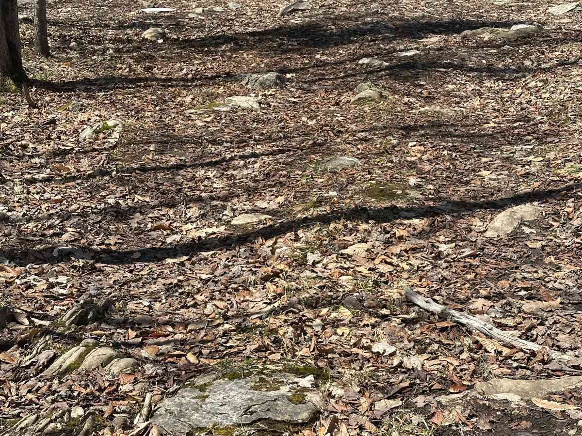 The Shoe trail photo