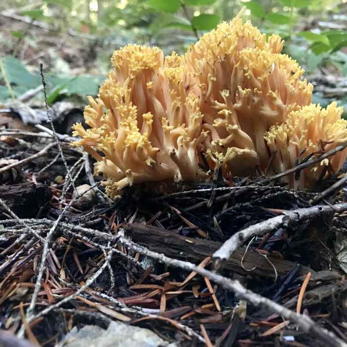 Near Marion Mountain via Marion Lake