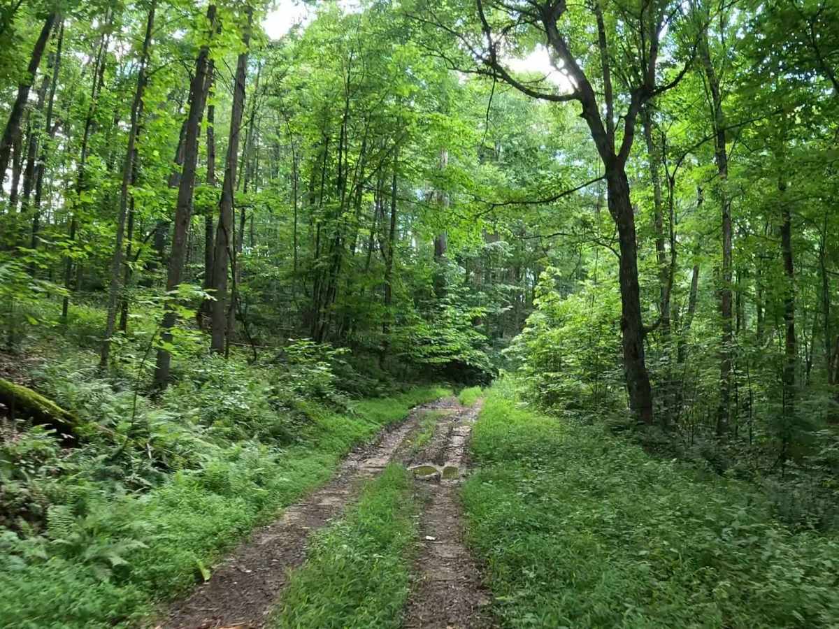 W12A trail photo