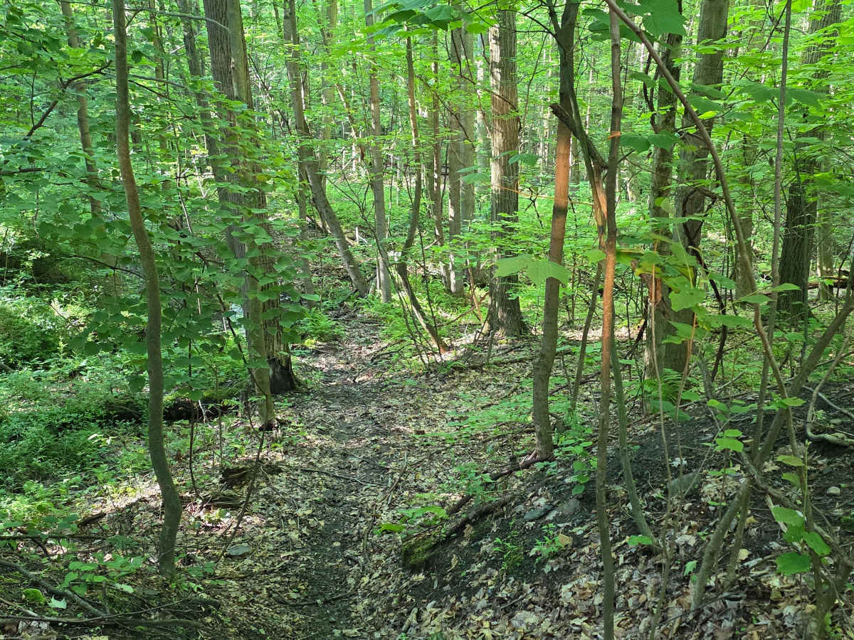 Single Track C3 photo 6