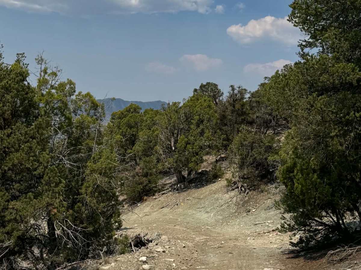 Rifle East photo 2