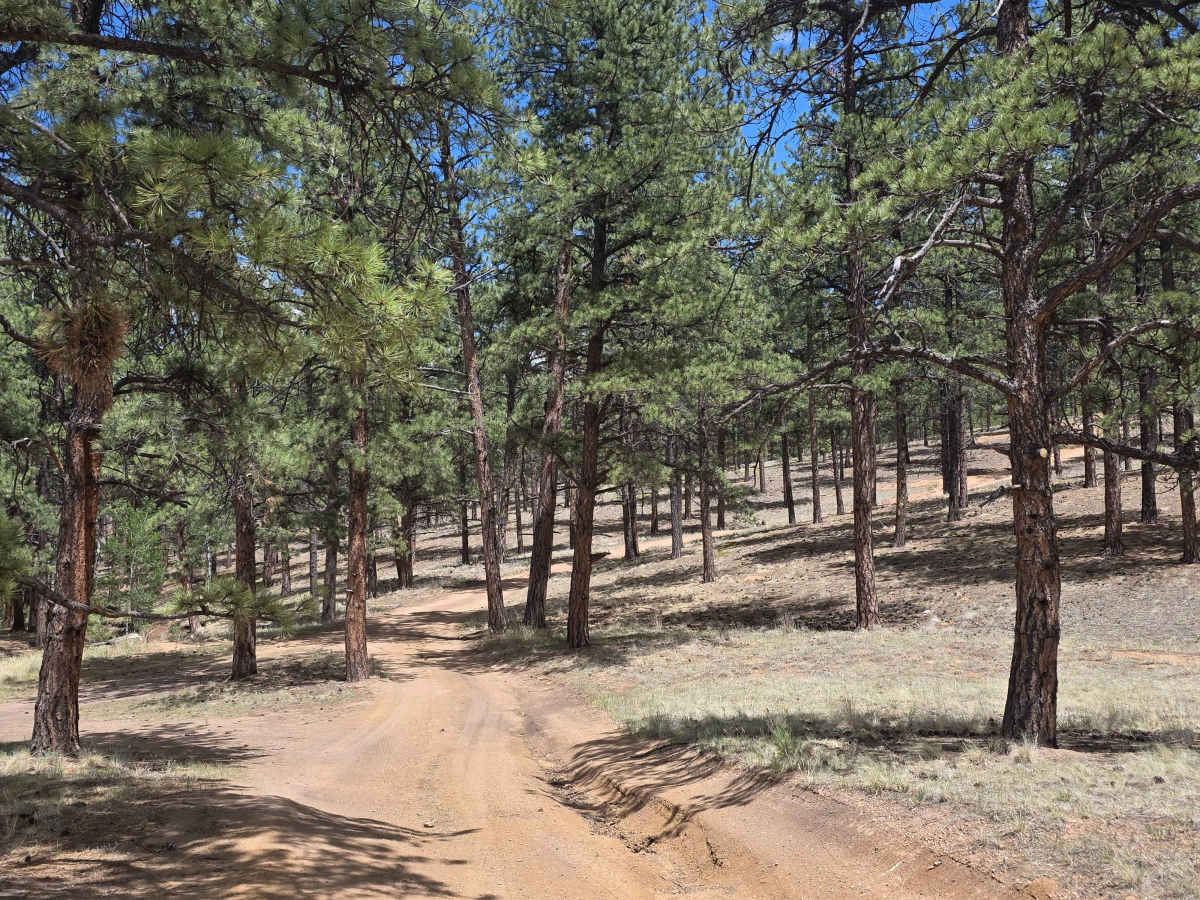 Buford's Mistake Road - FS 876A trail photo
