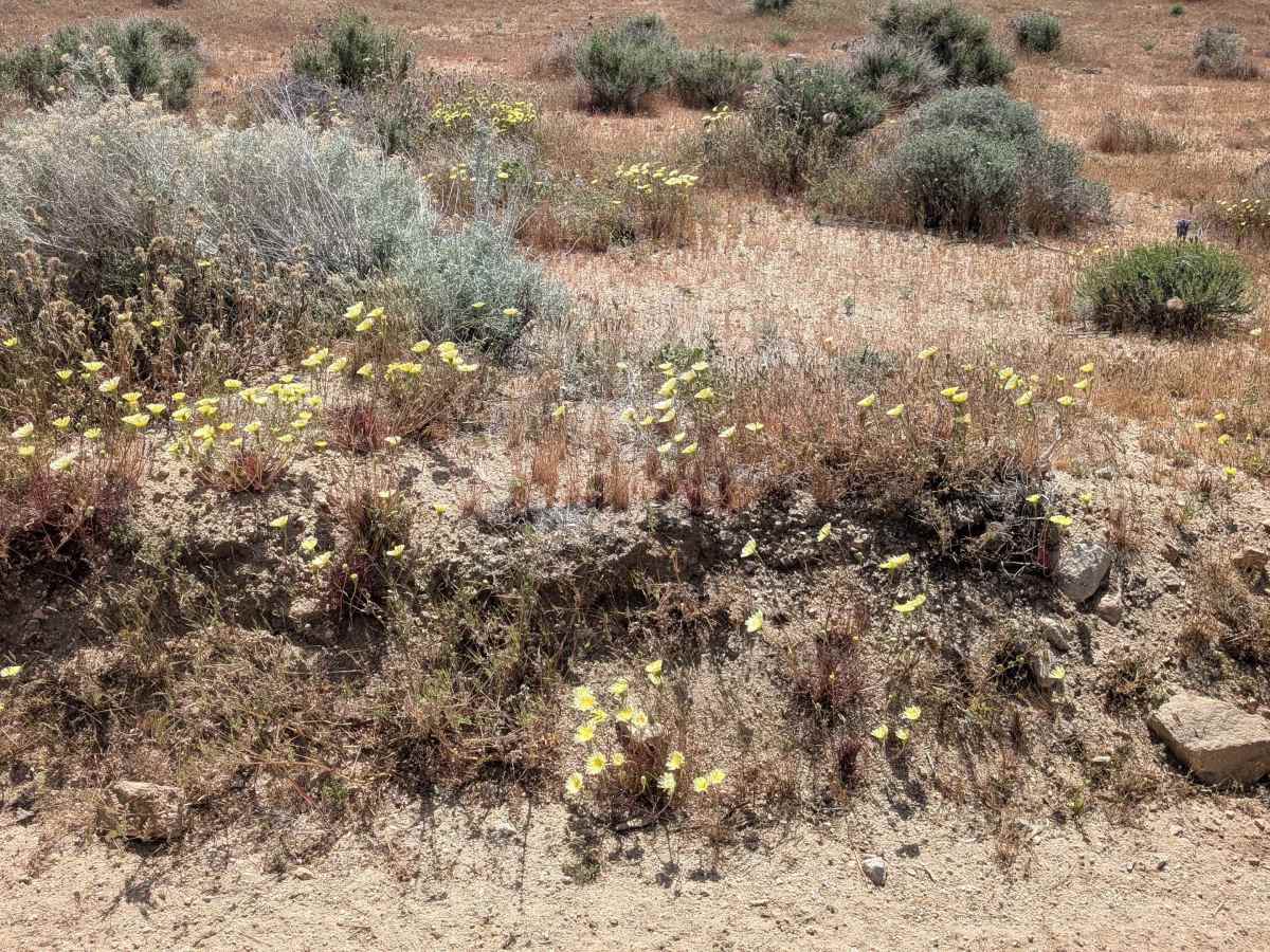 BLM LA2 Sage Canyon South photo 2